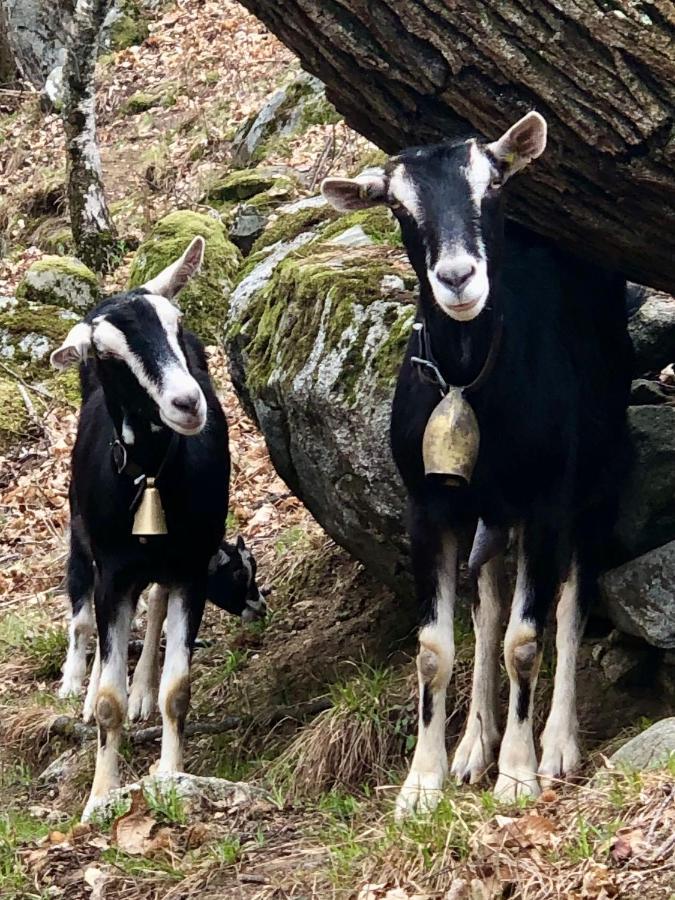 Rifugio Uschione Pensionat Chiavenna Exteriör bild