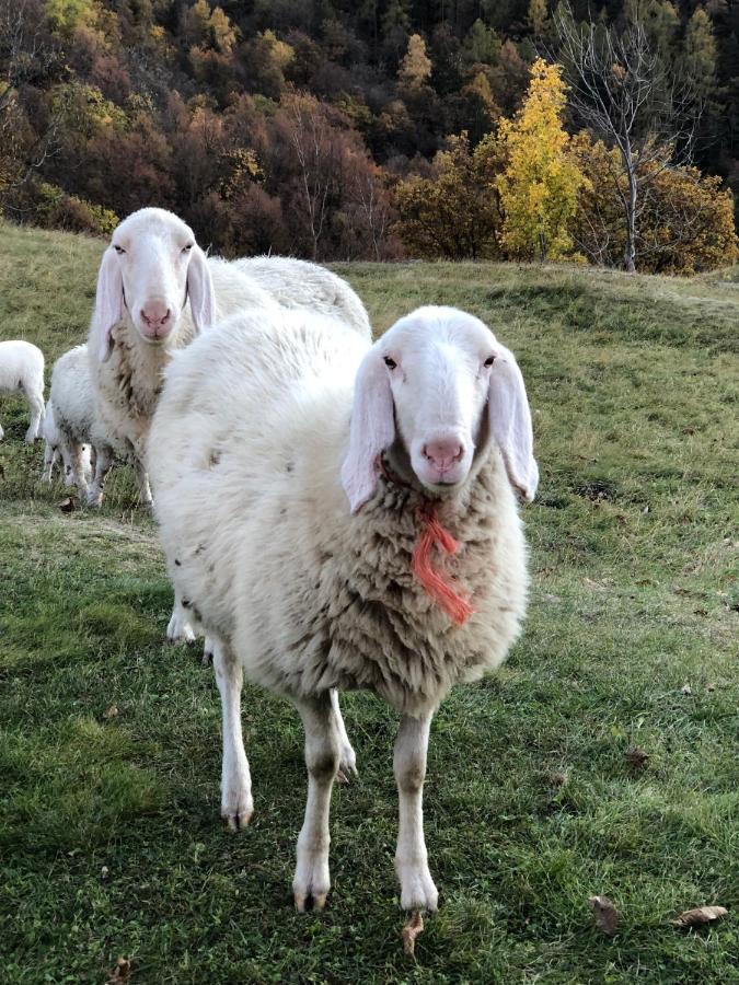 Rifugio Uschione Pensionat Chiavenna Exteriör bild